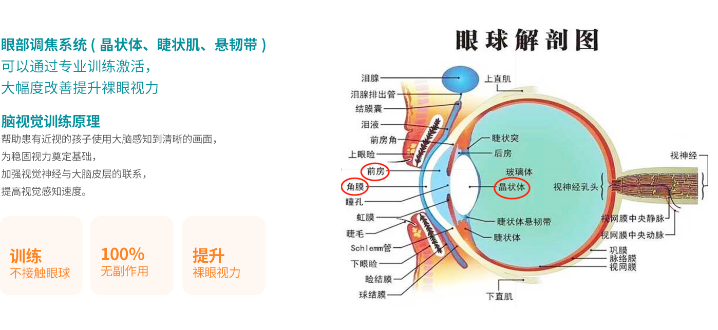 眼球解剖图